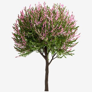 Set of Salix Integra or Dappled Willow Trees - 3 Trees 3D