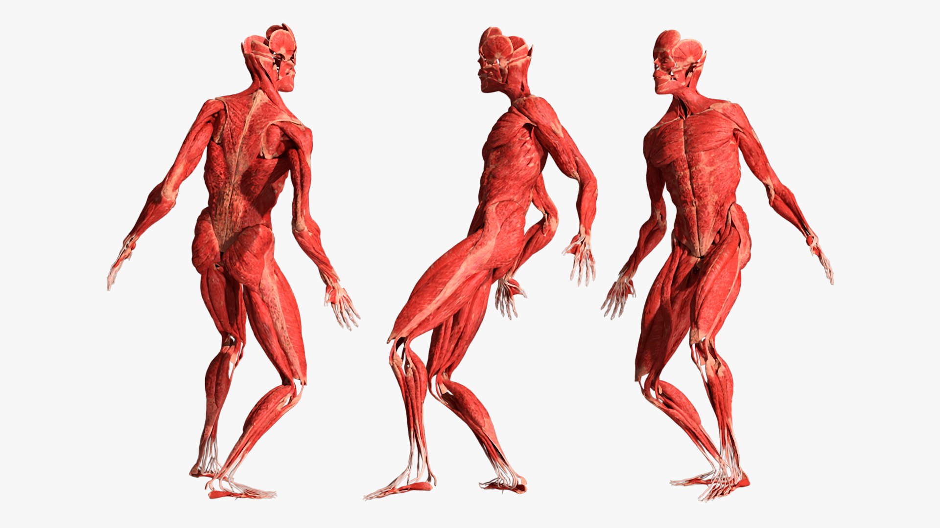 Muscular System Male Anatomy Rigged for Cinema 4D 3D model preview