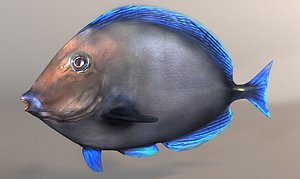 fish paracanthurus hepatus blue 3d model