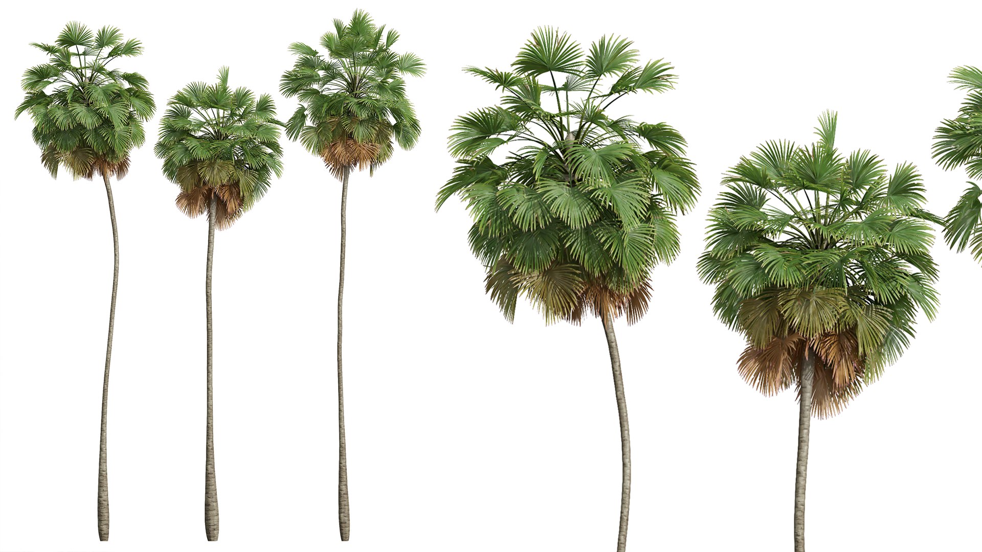 AV Borassus Flabellifer and Cocos Nucifera Windy palms 3D https://p.turbosquid.com/ts-thumb/Ra/tkg5lc/KP/04/png/1781608647/1920x1080/fit_q87/9da87af99a399a9e35a3d270397a25f84c264839/04.jpg