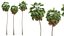 AV Borassus Flabellifer e Cocos Nucifera Palme ventose