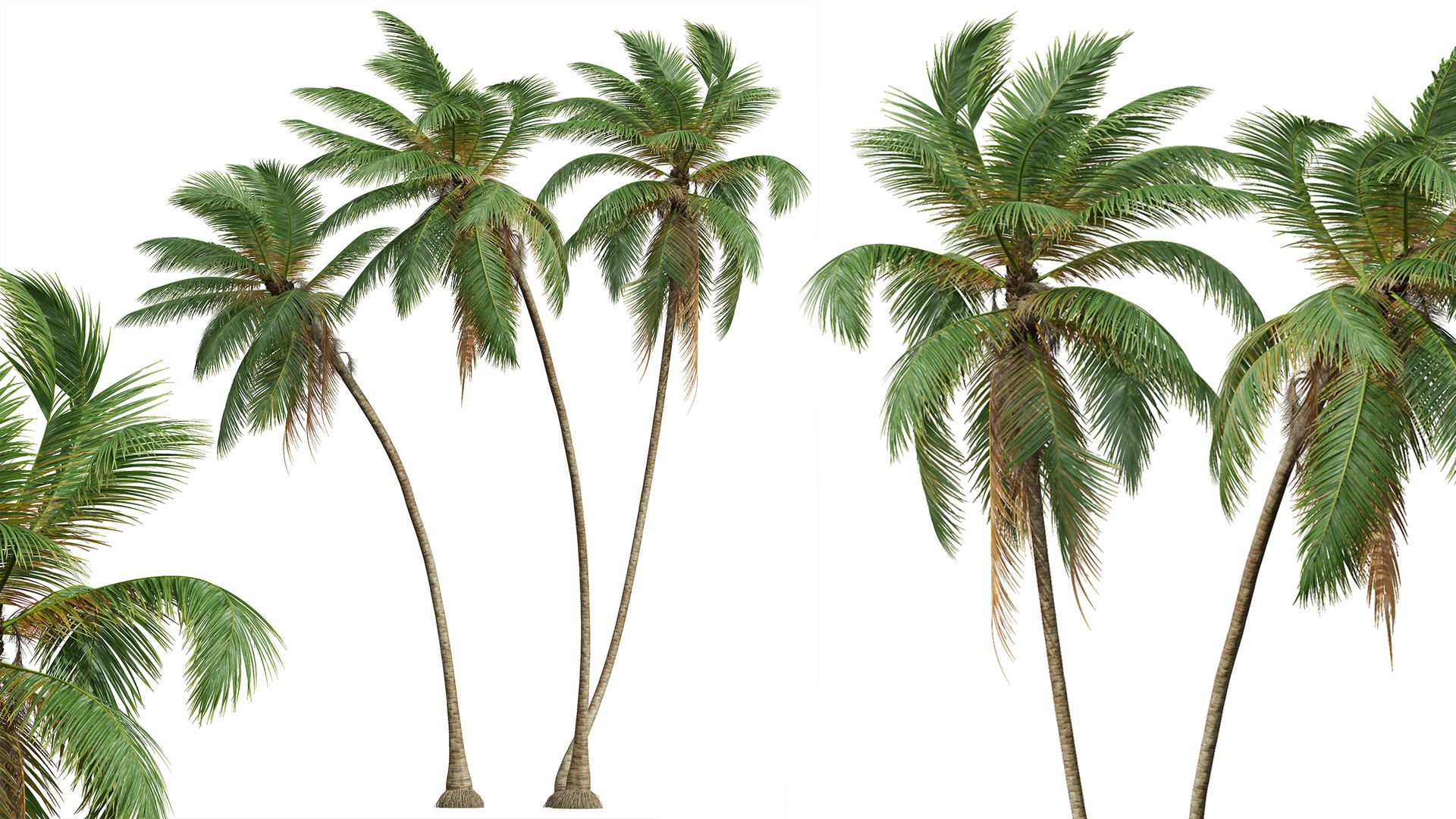 AV Borassus Flabellifer and Cocos Nucifera Windy palms 3D https://p.turbosquid.com/ts-thumb/Ra/tkg5lc/M2/03/png/1781608646/1920x1080/fit_q87/a6439a6709ae84e15c9ab0eb5adb673b01b93641/03.jpg