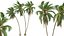 AV Borassus Flabellifer e Cocos Nucifera Palme ventose