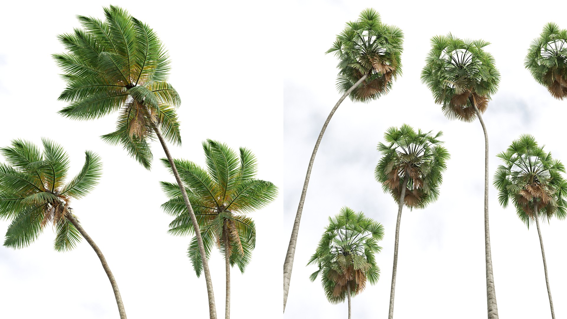 AV Borassus Flabellifer and Cocos Nucifera Windy palms 3D https://p.turbosquid.com/ts-thumb/Ra/tkg5lc/W9/06/png/1781608648/1920x1080/fit_q87/6fe7cb29cacf4896004085b7d55b3da624a7137a/06.jpg