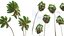 AV Borassus Flabellifer e Cocos Nucifera Palme ventose