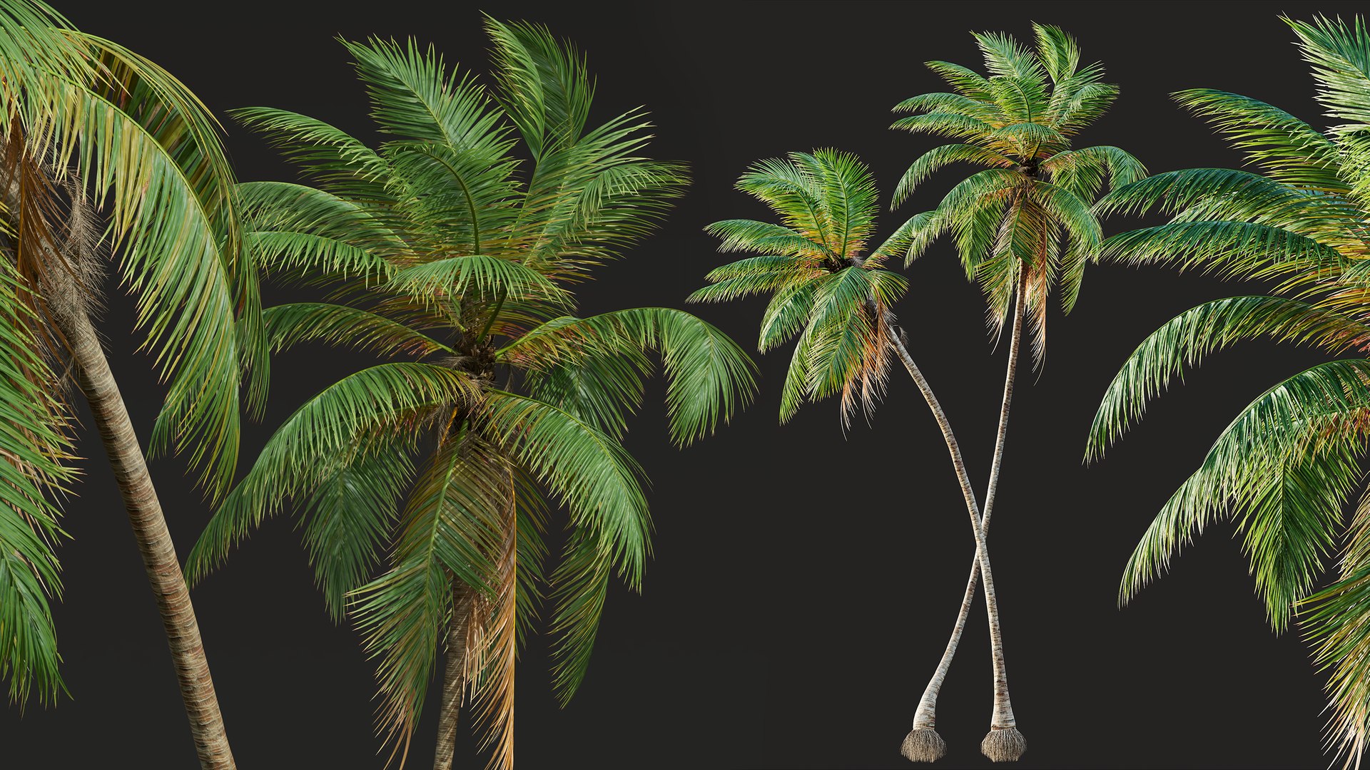 AV Borassus Flabellifer and Cocos Nucifera Windy palms 3D https://p.turbosquid.com/ts-thumb/Ra/tkg5lc/qk/05/png/1781608649/1920x1080/fit_q87/6cebf797ad5c3ebb7668a92a361e09aae6724e46/05.jpg