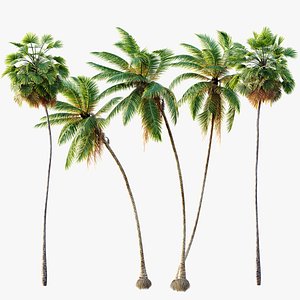 AV Borassus Flabellifer and Cocos Nucifera Windy palms 3D