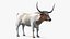 Texas Longhorn White Color Rigged model