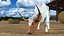 Texas Longhorn White Color Rigged model