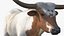 Texas Longhorn White Color Rigged model