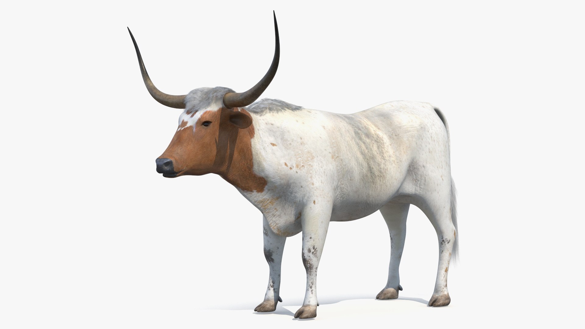 Texas Longhorn White Color Rigged model https://p.turbosquid.com/ts-thumb/Rb/6SkM70/e3/texaslonghornwhitecolorrigged3dsmodel001/jpg/1708730129/1920x1080/fit_q87/249b6d9f11d02f9d6b557496f2ce937462efd41a/texaslonghornwhitecolorrigged3dsmodel001.jpg