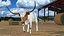 Texas Longhorn White Color Rigged model