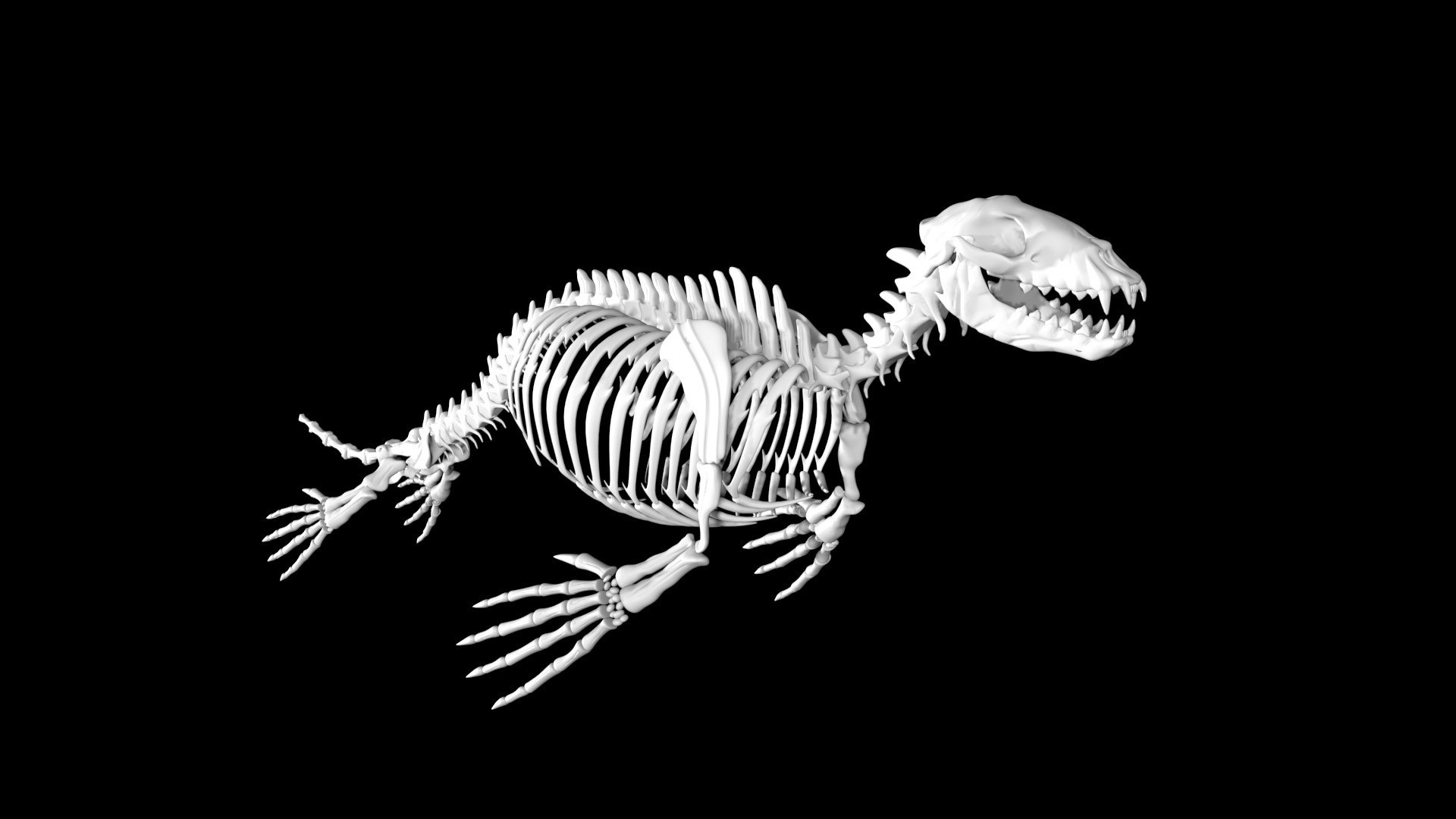 3D Sea Animal Skeletons Model - TurboSquid 1966288