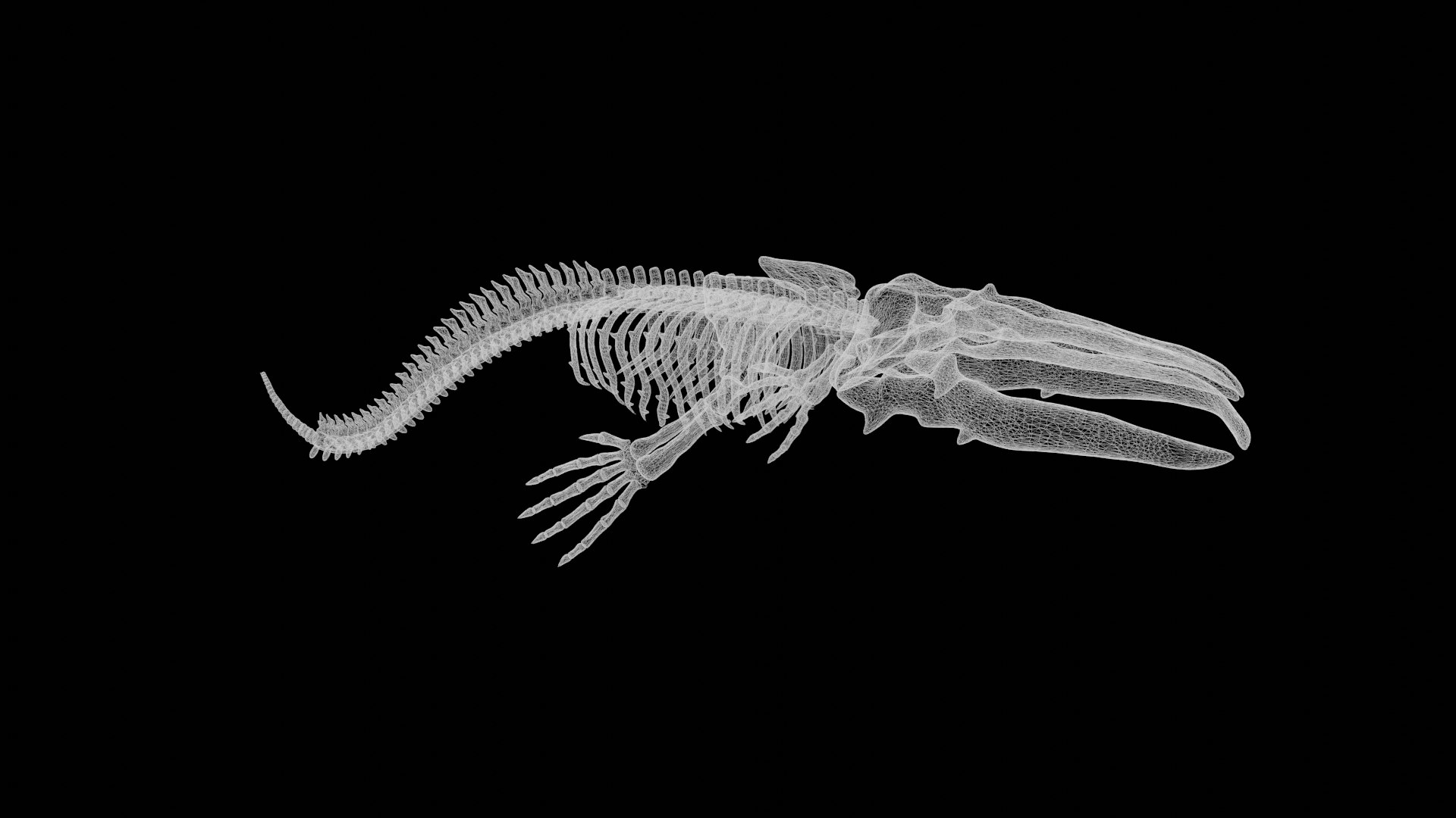 3D Sea Animal Skeletons Model - TurboSquid 1966288