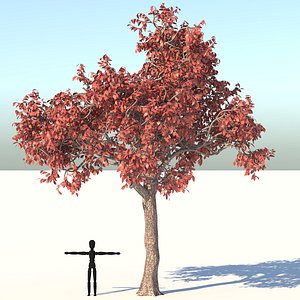 Acer Tree