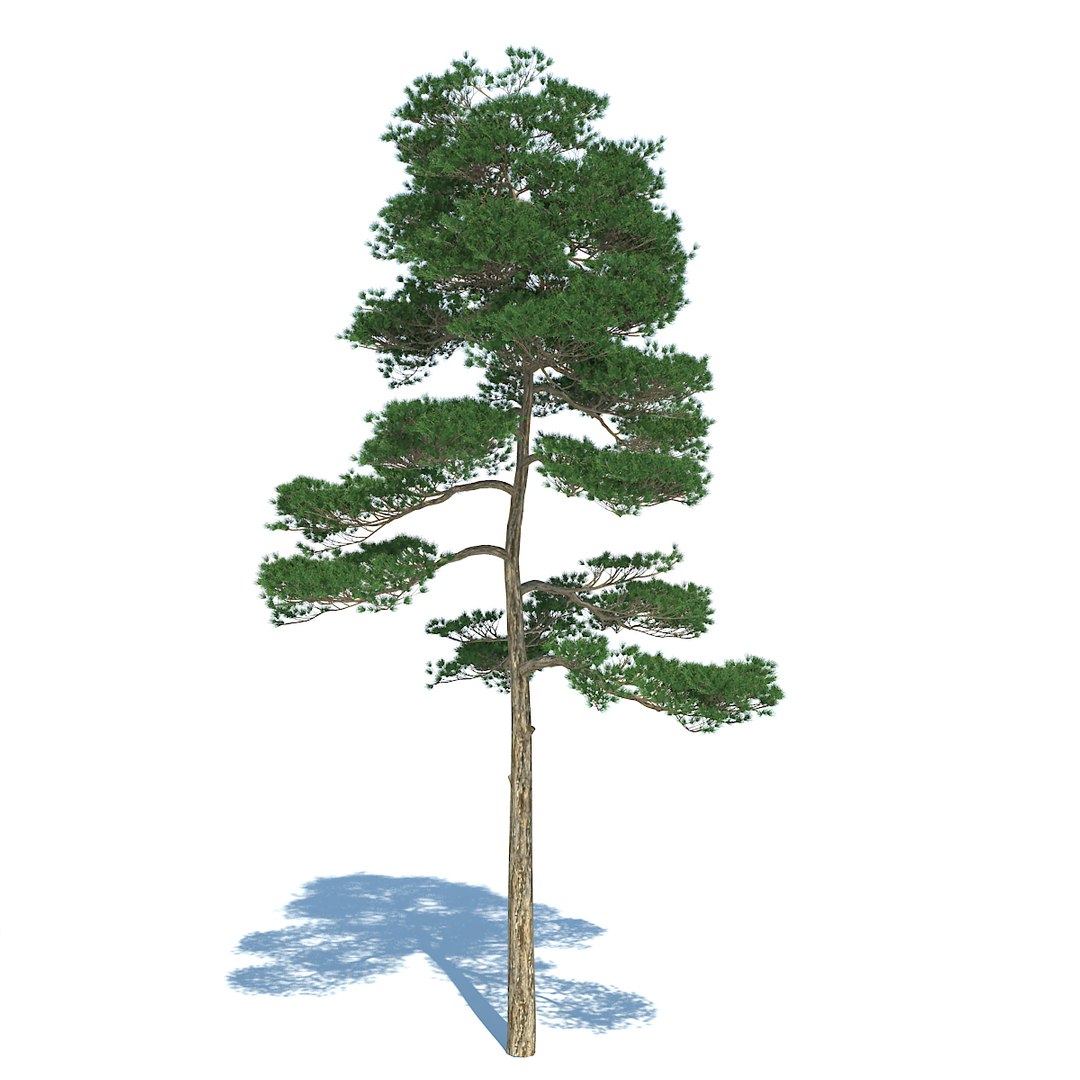 pine - set 3 3d max https://p.turbosquid.com/ts-thumb/Rb/QgVrvI/8H90b8Yo/07/jpg/1502128198/1920x1080/fit_q87/eb4fed302d95bbe37fb8b31e7cf65d46cba4880a/07.jpg