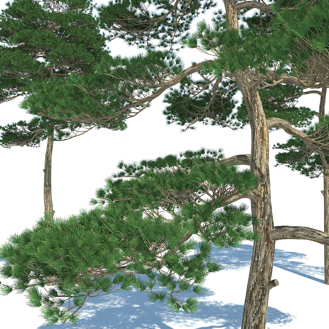 pine - set 3 3d max https://p.turbosquid.com/ts-thumb/Rb/QgVrvI/8anXVEQ2/04/jpg/1502128152/1920x1080/fit_q87/965f090addd14267d788b3630c2e15641293c518/04.jpg