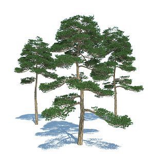 Pine - Set 3