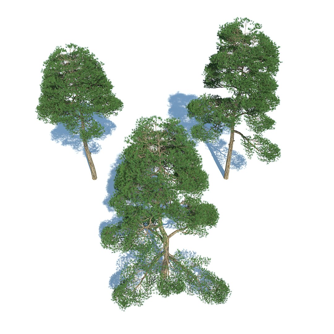 pine - set 3 3d max https://p.turbosquid.com/ts-thumb/Rb/QgVrvI/BfmysRDn/03/jpg/1502128140/1920x1080/fit_q87/4fc8f7b8156f8ba1423de6767b48f0ff02ee9854/03.jpg