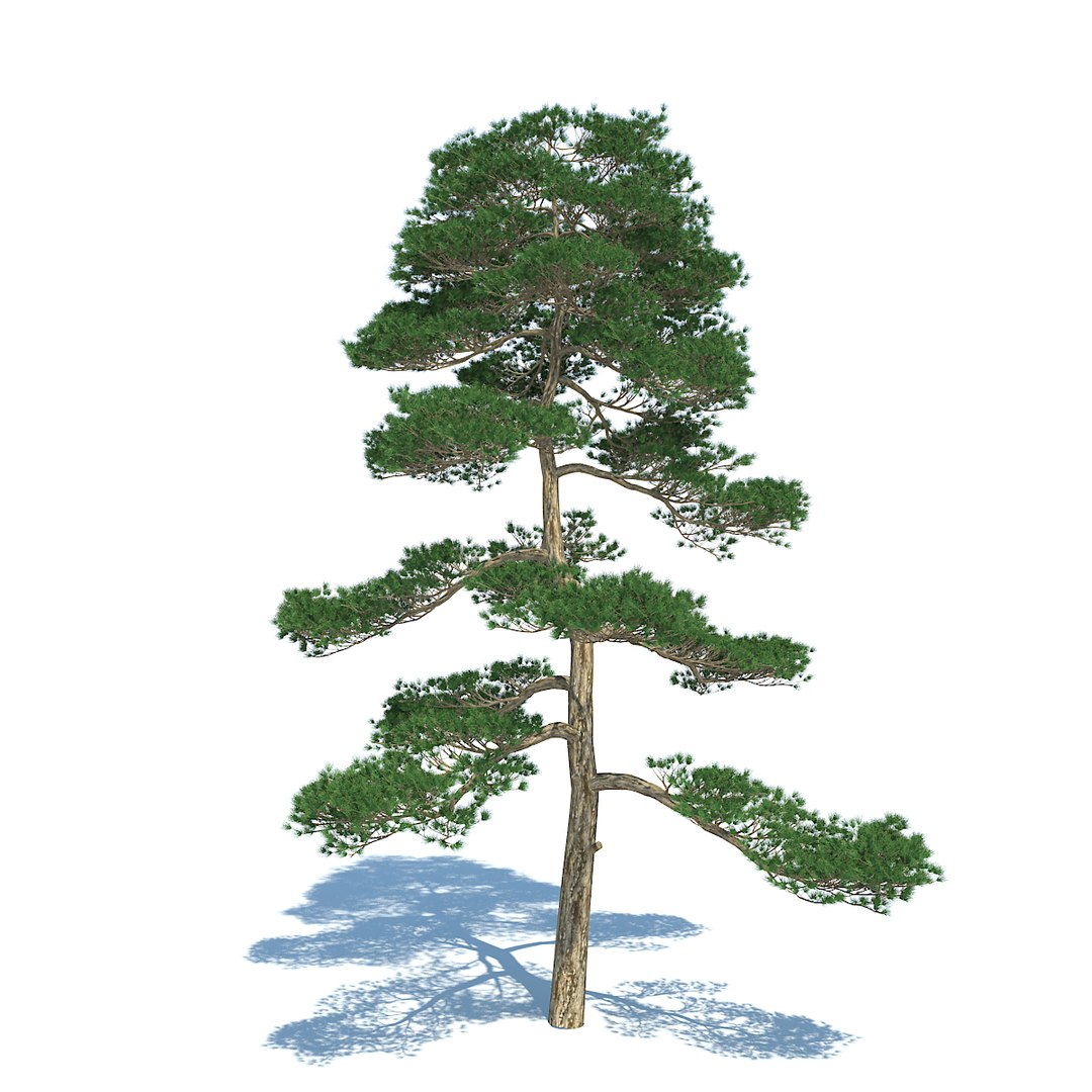 pine - set 3 3d max https://p.turbosquid.com/ts-thumb/Rb/QgVrvI/FNoWSat3/05/jpg/1502128165/1920x1080/fit_q87/7e5e62d4ccd3cacf28528ec564edfc6f8bf074b0/05.jpg