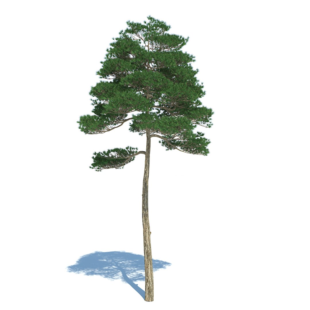 pine - set 3 3d max https://p.turbosquid.com/ts-thumb/Rb/QgVrvI/ZnoPewfH/06/jpg/1502128186/1920x1080/fit_q87/518d9ec9d5c779fee38f60f93a692d05aeff79dd/06.jpg