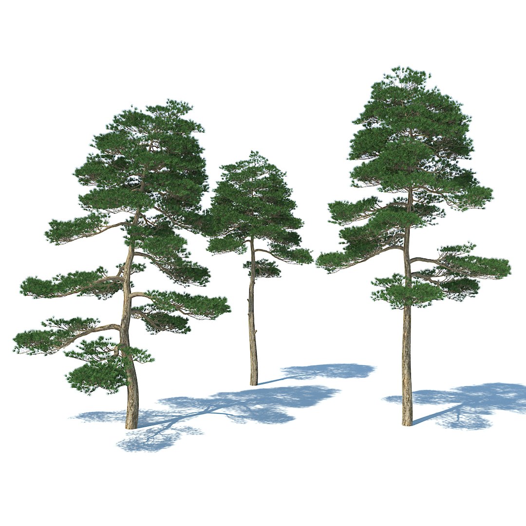 pine - set 3 3d max https://p.turbosquid.com/ts-thumb/Rb/QgVrvI/c0KAOrVX/02/jpg/1502128127/1920x1080/fit_q87/8e833fdc1aff04910ce35b5447555de9437183e9/02.jpg