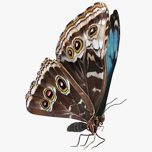 Animated Morpho Peleides Butterfly Flies Rigged for Cinema 4D 3D