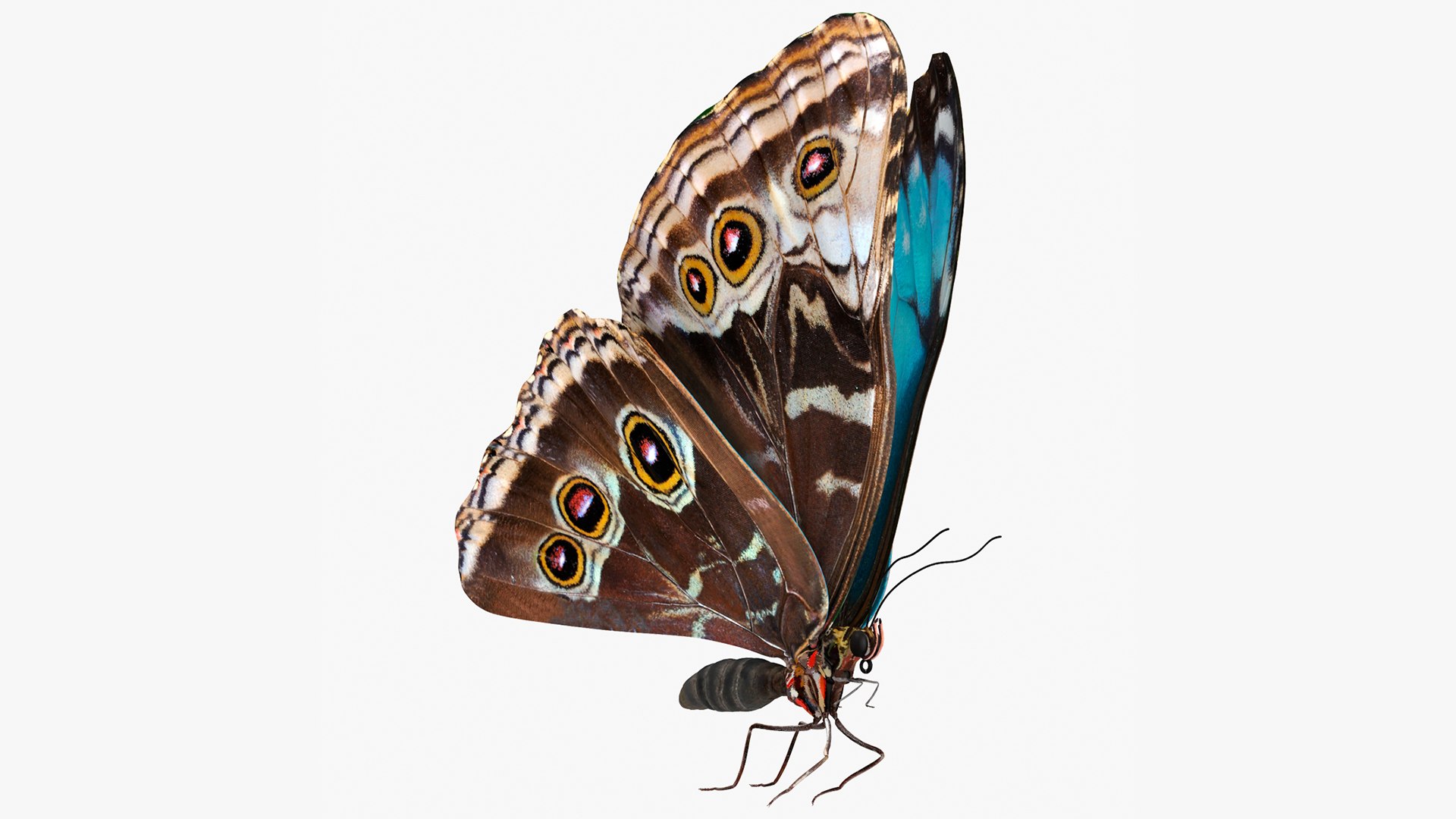 Animated Morpho Peleides Butterfly Flies Rigged for Cinema 4D 3D model preview