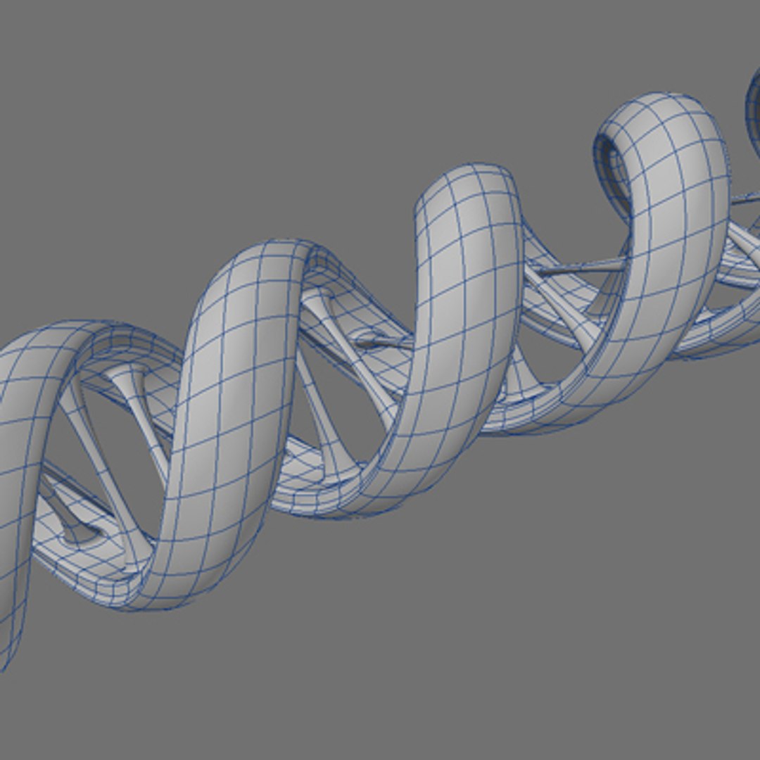 3d Dna Strand Model