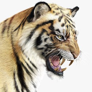 Tiger 2025 RIG Xgen-core 3D