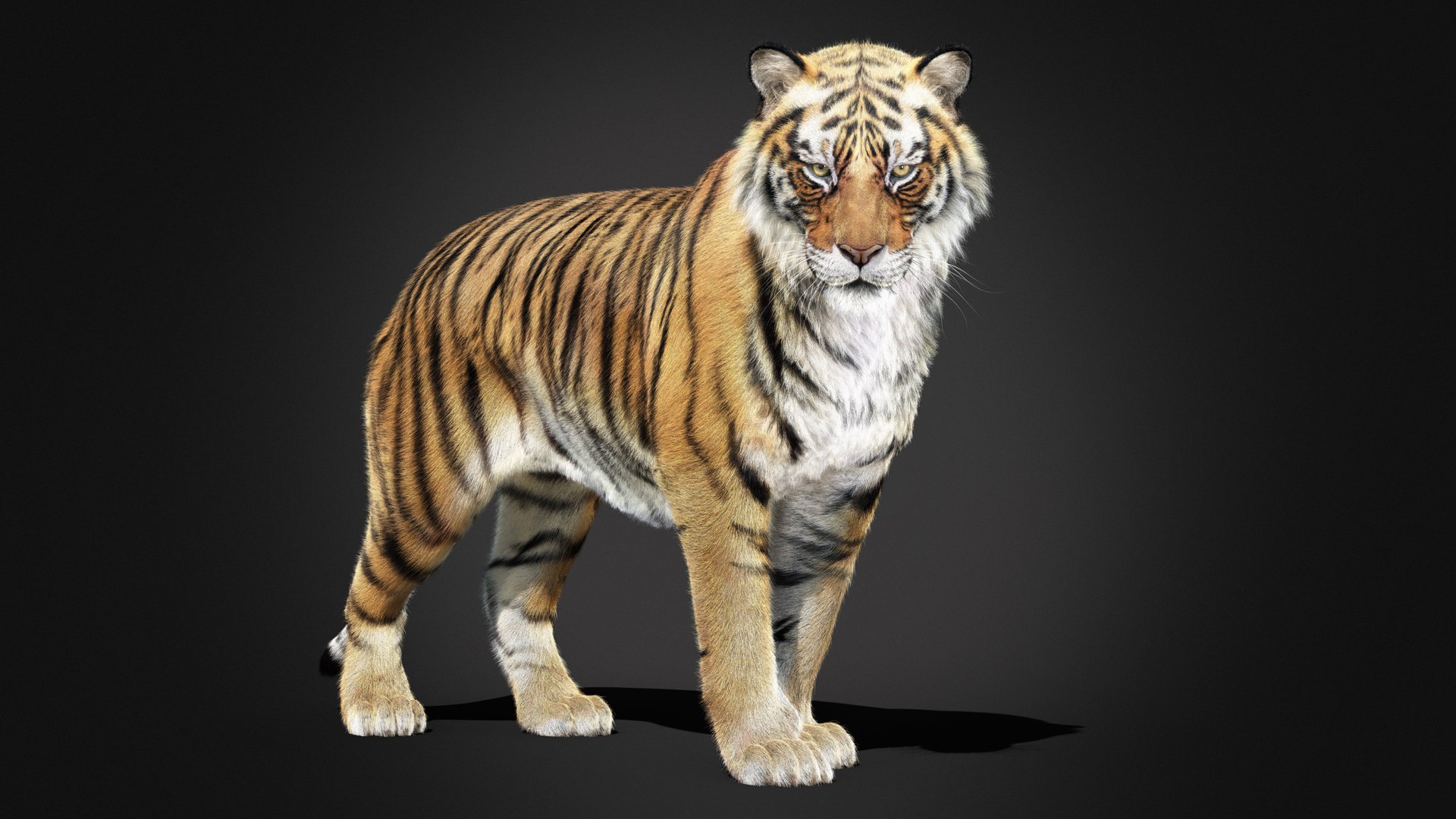 Tiger 2025 RIG Xgen-core 3D - TurboSquid 2380472