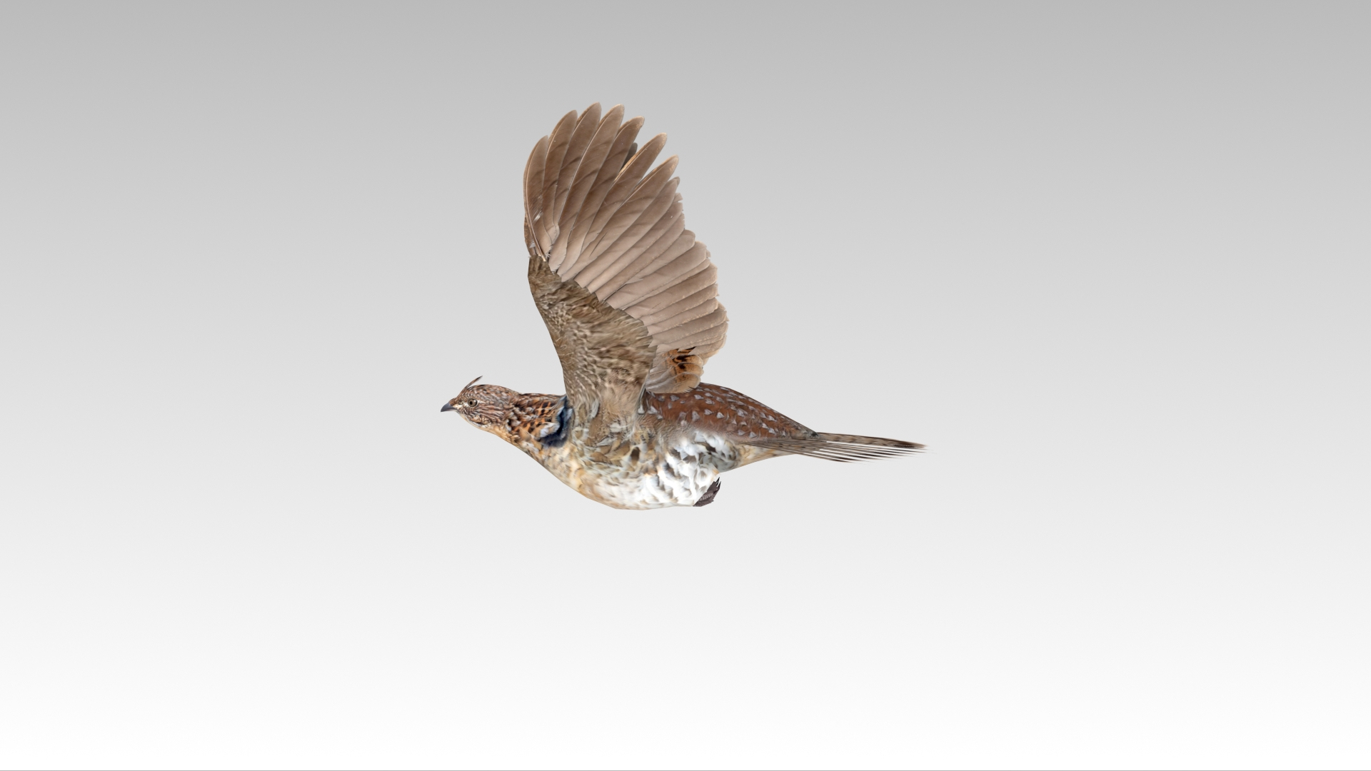 3D Grouse - TurboSquid 2151495