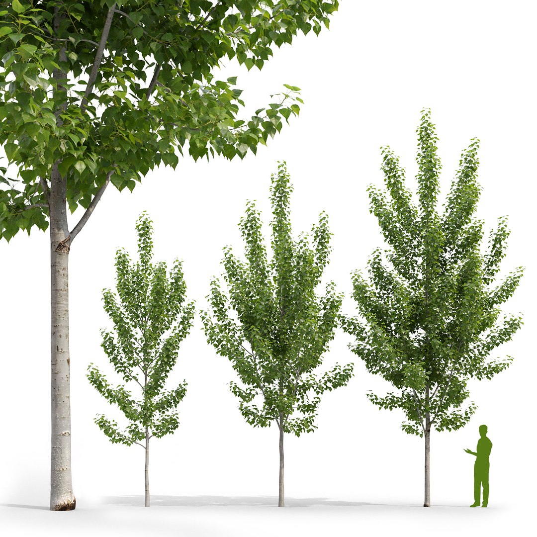 3D Poplar Populus Deltoides V5 Model - TurboSquid 1729924