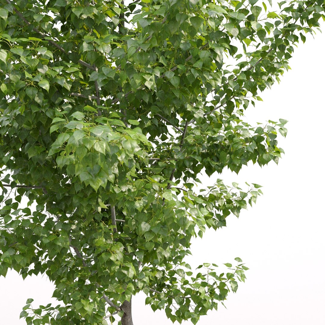 3D Poplar Populus Deltoides V5 Model - TurboSquid 1729924