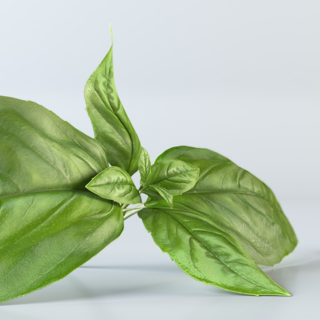 3d realistic vegetables https://p.turbosquid.com/ts-thumb/Rb/lzPYRM/6vbuYcj4/basil_3/jpg/1417558194/1920x1080/fit_q87/09a376767b557dc10e020ec02187009231b26457/basil_3.jpg