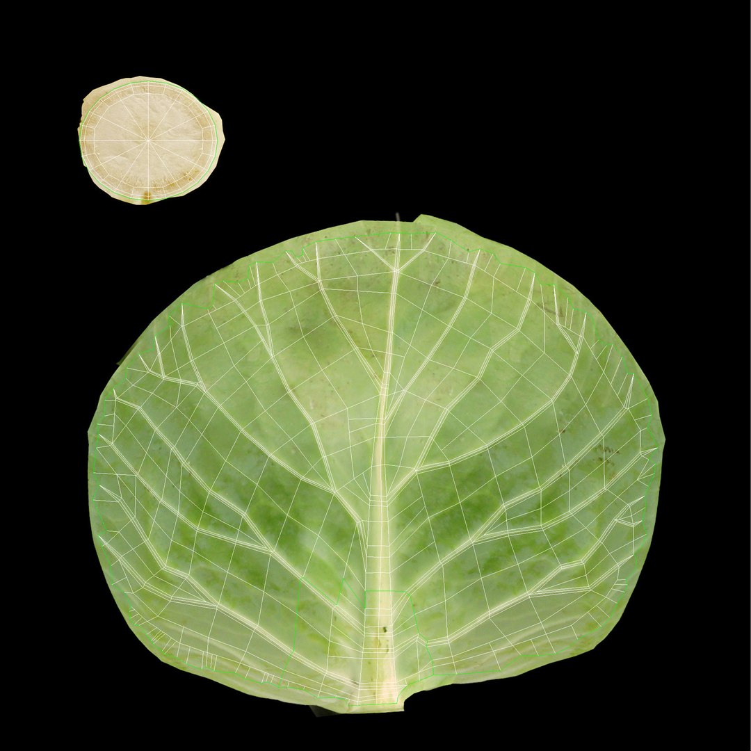 3d realistic vegetables https://p.turbosquid.com/ts-thumb/Rb/lzPYRM/YgZbl8EU/cabbage_9/jpg/1417558194/1920x1080/fit_q87/27de0e5cce0c70668e7b5ecc84b2c57c86b50a7a/cabbage_9.jpg