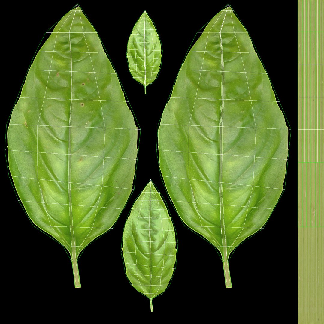 3d realistic vegetables https://p.turbosquid.com/ts-thumb/Rb/lzPYRM/Z34jVaFo/basil_5/jpg/1417558194/1920x1080/fit_q87/9d6d315dbb415b3f2c24449fcd721d4fac681f47/basil_5.jpg