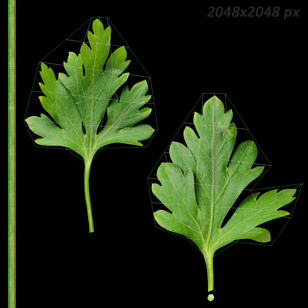 3d realistic vegetables https://p.turbosquid.com/ts-thumb/Rb/lzPYRM/lLVR9bQO/parsley_5/jpg/1417558196/1920x1080/fit_q87/a3b046e1ea3687e5f3bac71d4811834fe33abf59/parsley_5.jpg
