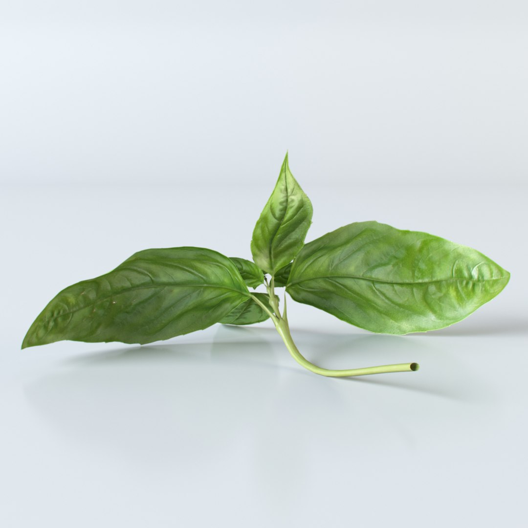 3d realistic vegetables https://p.turbosquid.com/ts-thumb/Rb/lzPYRM/nek7r9mu/basil_2/jpg/1417558194/1920x1080/fit_q87/7c8739ed3dff099b84370e150e04e66883dead2f/basil_2.jpg