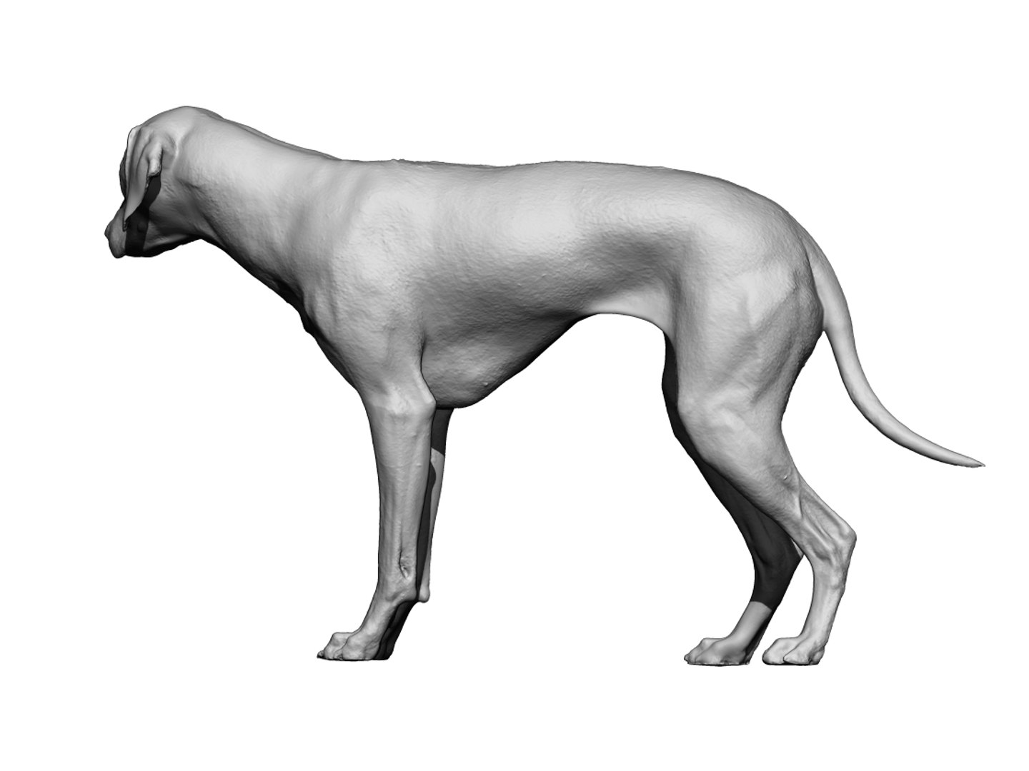 3D photogrammetry dog model - TurboSquid 1348837