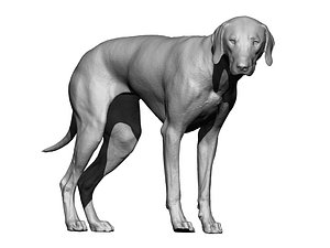 Rhodesian Ridgeback 01