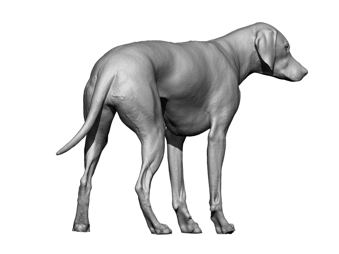 3D photogrammetry dog model - TurboSquid 1348837