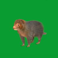 CommonDwarfMongoose