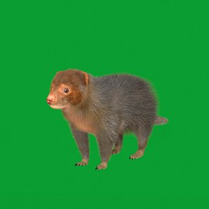 CommonDwarfMongoose
