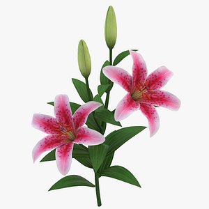 Branch Lily