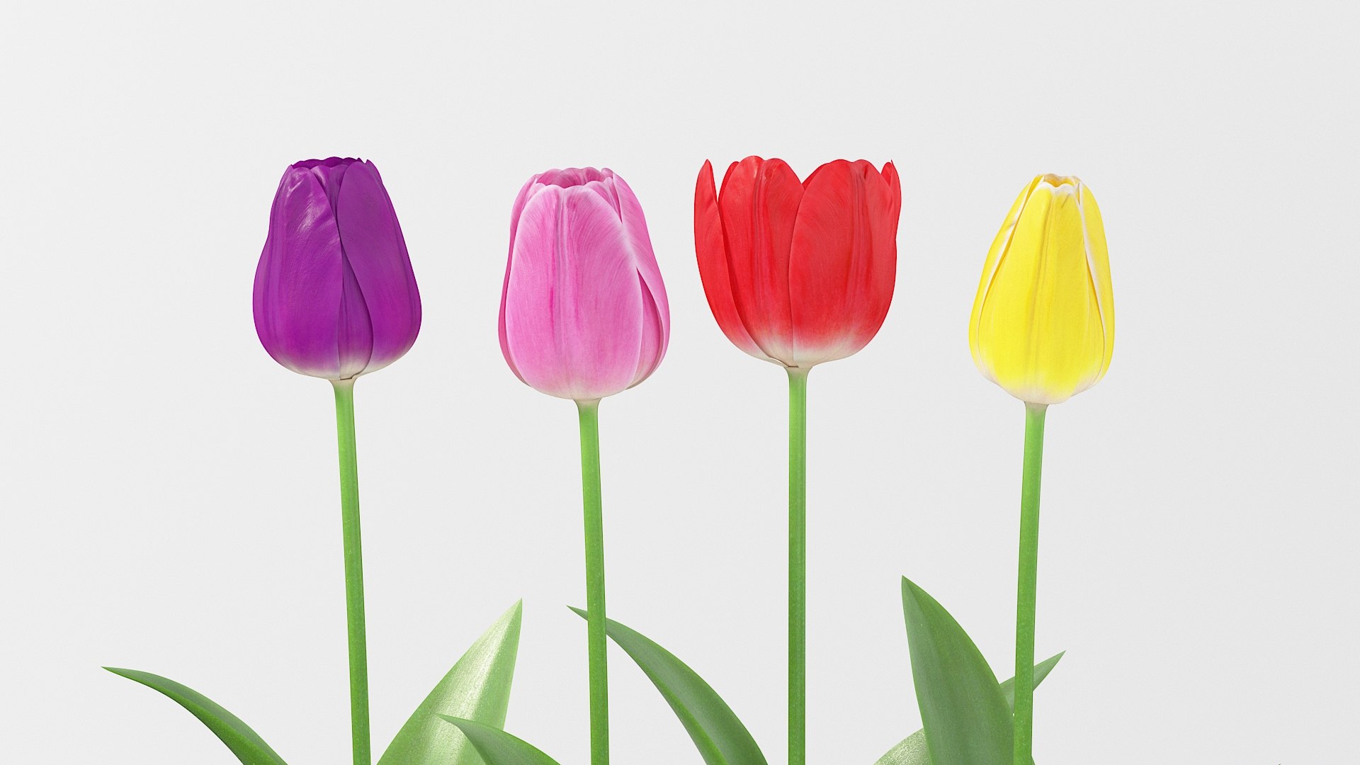 Flowers Bundle 3D https://p.turbosquid.com/ts-thumb/Rc/1MSXt8/4s/flower_tulip_05/jpg/1780384492/1920x1080/fit_q87/75f51cb03934b5216a9394afd9d267c20bbe9c10/flower_tulip_05.jpg