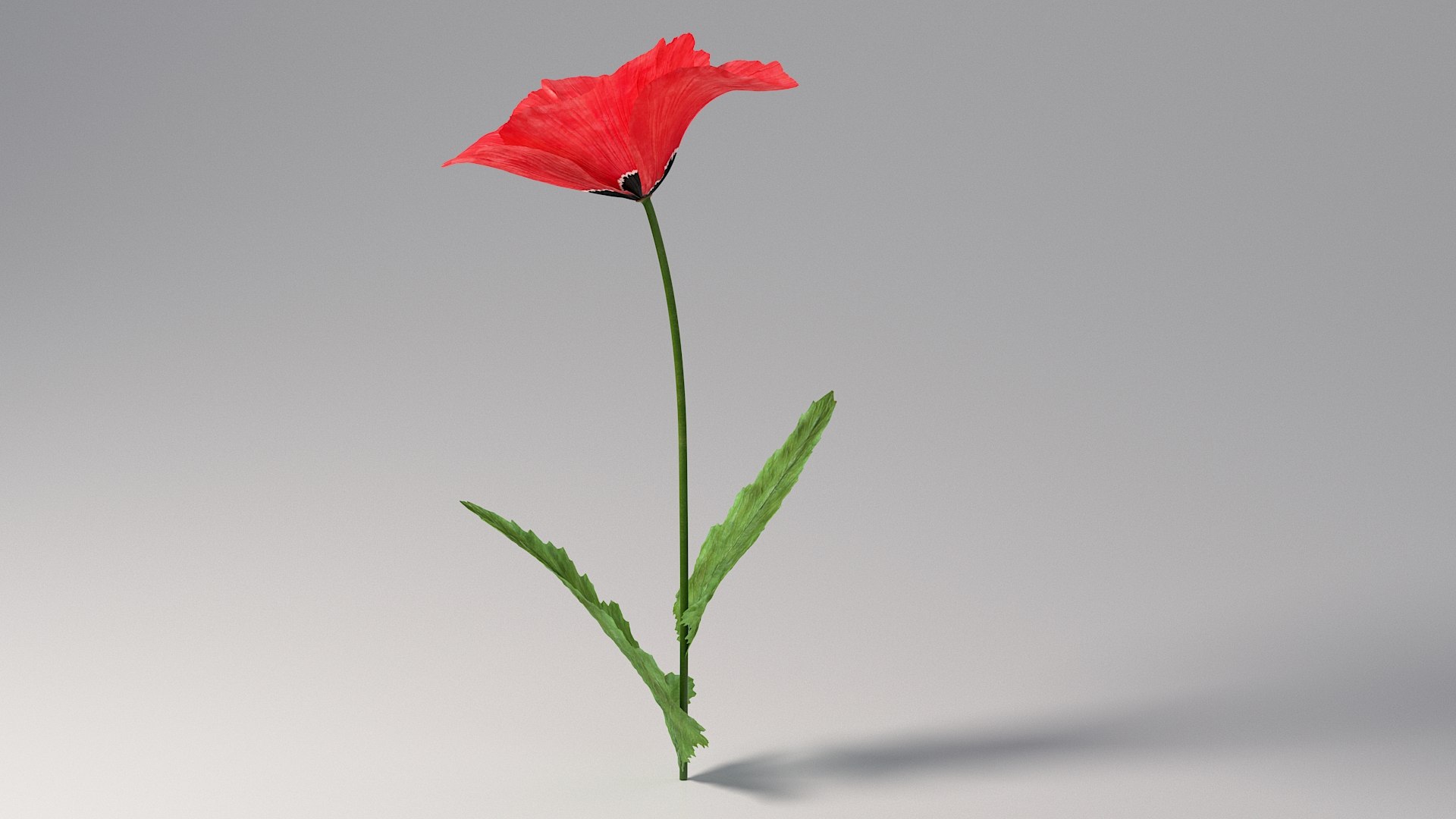 Flowers Bundle 3D https://p.turbosquid.com/ts-thumb/Rc/1MSXt8/DK/flower_05/jpg/1780384471/1920x1080/fit_q87/3011ab6f8e09b0441ffb68523a934aea3907cfe2/flower_05.jpg