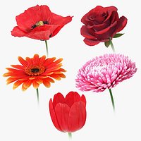 Flowers Bundle