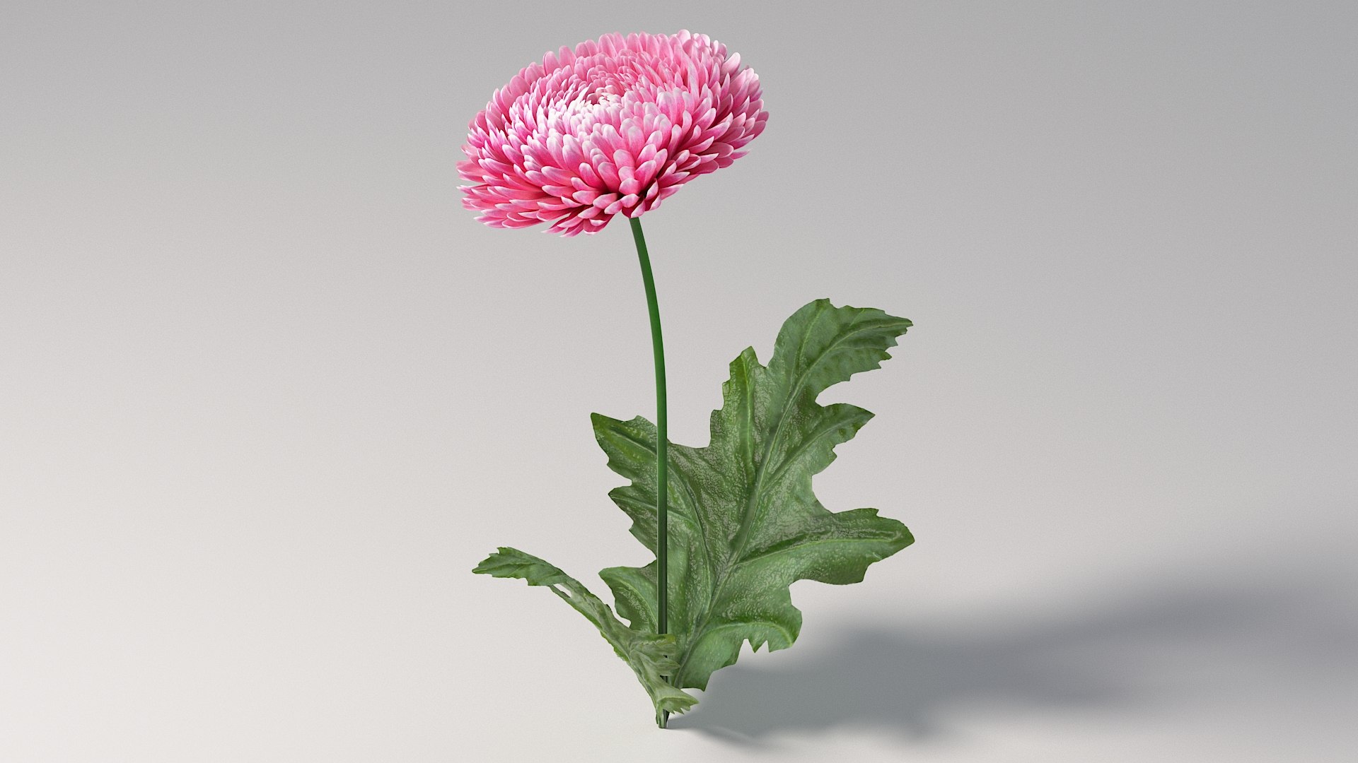 Flowers Bundle 3D https://p.turbosquid.com/ts-thumb/Rc/1MSXt8/aU/flower_chrysanthemum_02/jpg/1780384474/1920x1080/fit_q87/496df5bd7db70facbe1ef015801245e6a6096422/flower_chrysanthemum_02.jpg