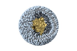 liposome vesicle lipid 3D model